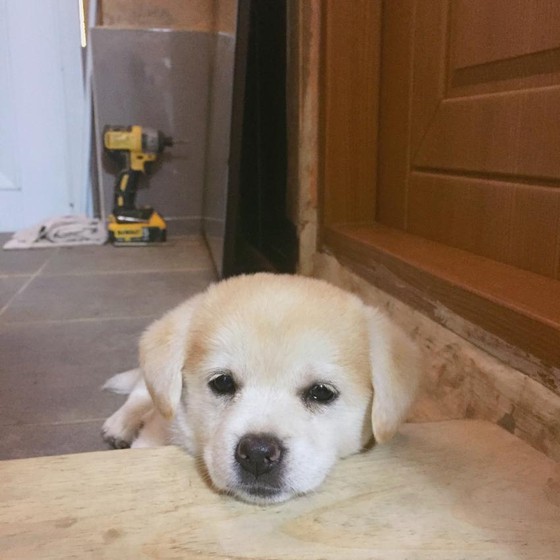 Ngôi sao mới MXH Hàn Quốc: Từ chú cún bị bỏ rơi trở thành boss quốc dân, được lên cả đài SBS mới oách-7