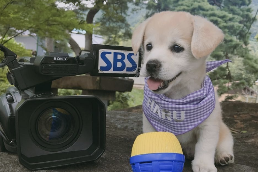 Ngôi sao mới MXH Hàn Quốc: Từ chú cún bị bỏ rơi trở thành boss quốc dân, được lên cả đài SBS mới oách-5