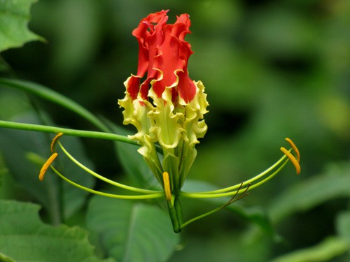 Giật mình với màu sắc hoa Lily lửa cũng như giá của nó-1