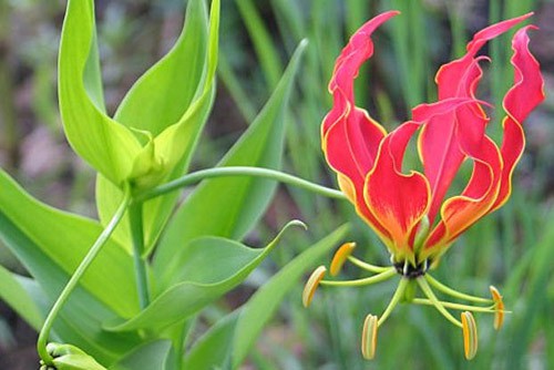 Giật mình với màu sắc hoa Lily lửa cũng như giá của nó-2