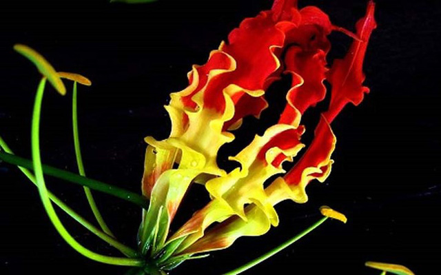 Giật mình với màu sắc hoa Lily lửa cũng như giá của nó-3