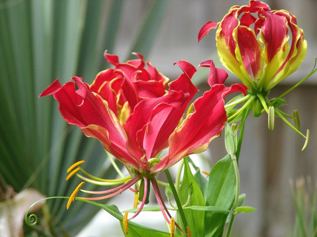 Giật mình với màu sắc hoa Lily lửa cũng như giá của nó-4