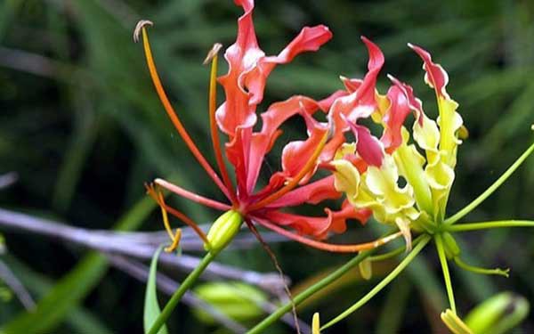 Giật mình với màu sắc hoa Lily lửa cũng như giá của nó-6