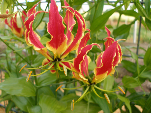 Giật mình với màu sắc hoa Lily lửa cũng như giá của nó-8