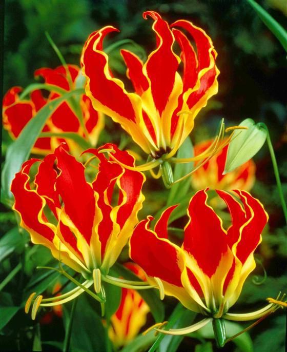 Giật mình với màu sắc hoa Lily lửa cũng như giá của nó-9
