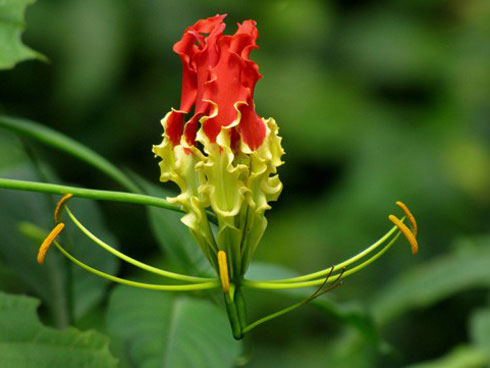 Phong lan ma - loài hoa đắt đỏ nhưng cây lại không có một chiếc lá nào-8