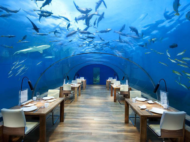 Bên trong khách sạn dưới biển đầu tiên trên thế giới, nơi bạn có thể ngủ cạnh cá mập với chi phí 1 tỷ/1 đêm-9