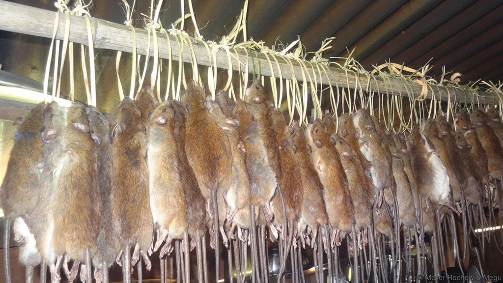 Thịt chuột món ngon thượng hạng: Điều khẳng định ở nhiều nước trên toàn cầu-1