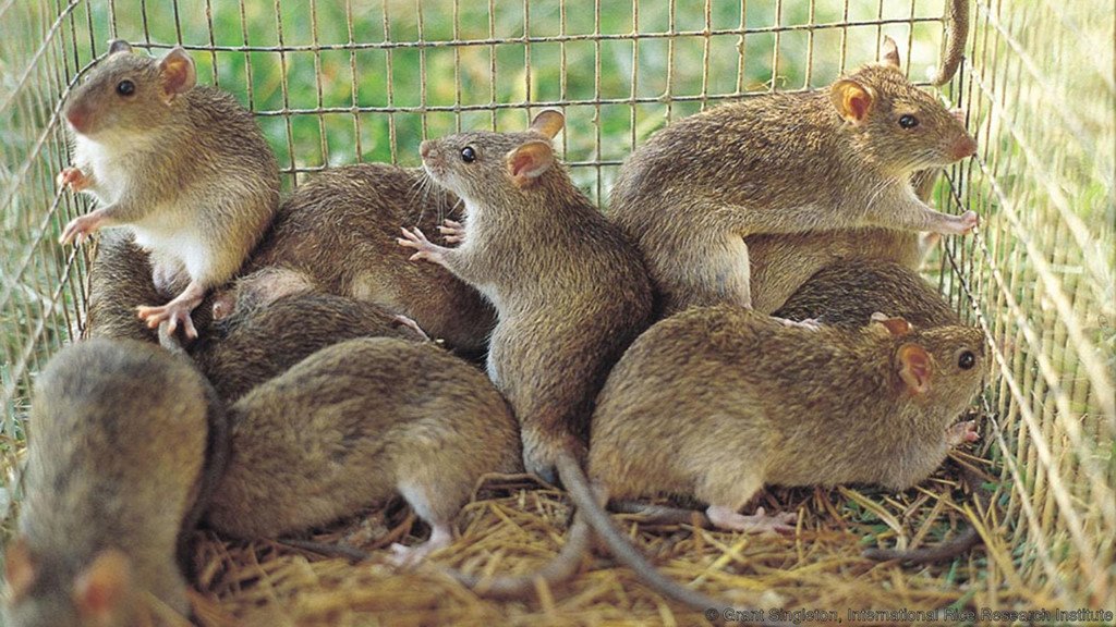 Thịt chuột món ngon thượng hạng: Điều khẳng định ở nhiều nước trên toàn cầu-3