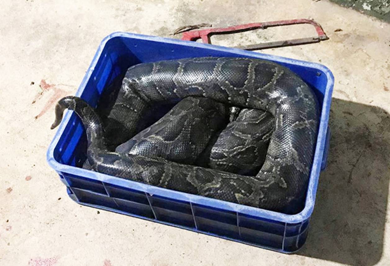 9X làm thuê nghi bị trăn sổng chuồng siết chết-1