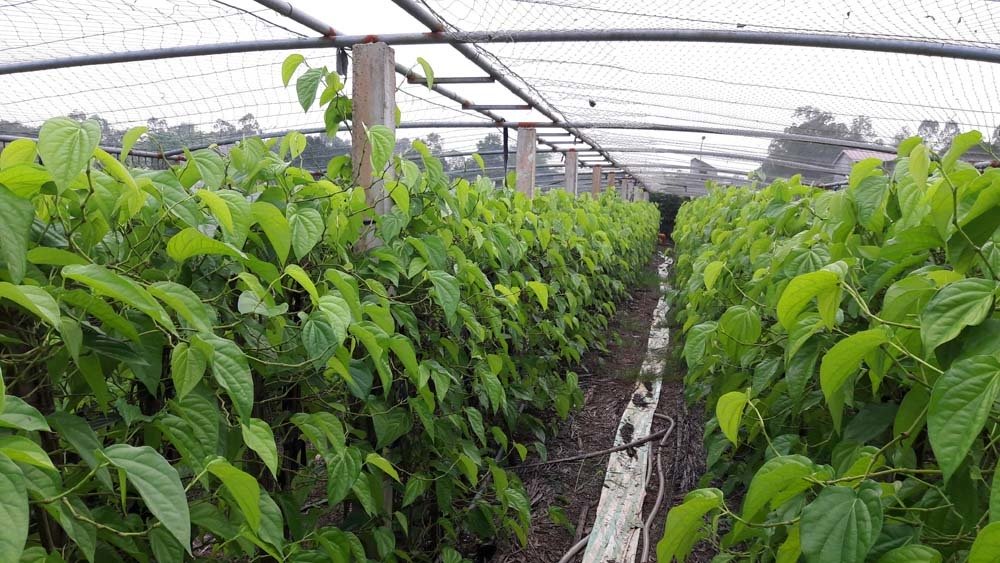 Mỗi sáng thức giấc hái trầu: Vợ chồng thu đều 400 triệu đồng-3