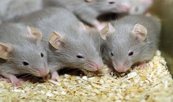 Không cần tốn tiền, lũ chuột nhà bạn sẽ đột tử” sau 1 đêm chỉ với 3 củ khoai tây-4