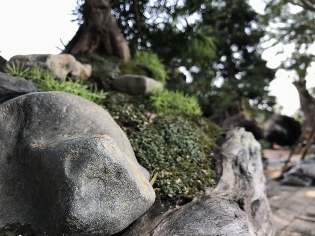 Thuyền vạn niên tùng siêu khủng, hàng trưng bày chứ không bán-1