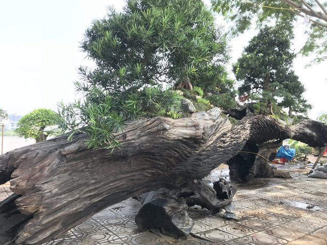 Thuyền vạn niên tùng siêu khủng, hàng trưng bày chứ không bán-5