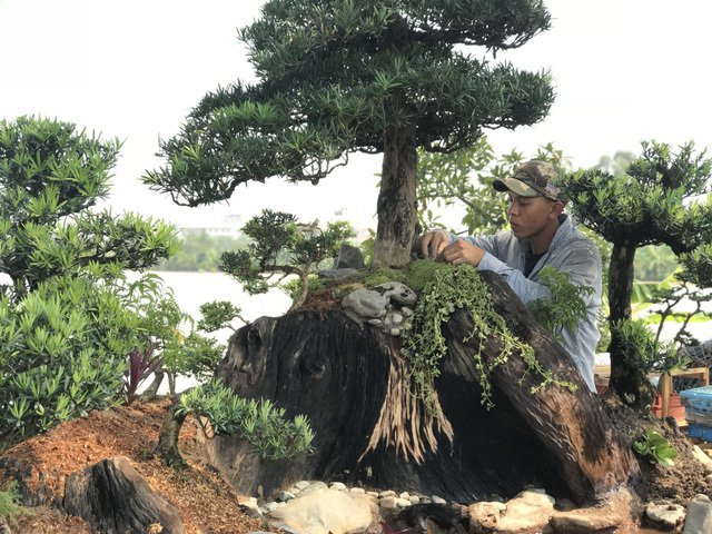 Thuyền vạn niên tùng siêu khủng, hàng trưng bày chứ không bán-6