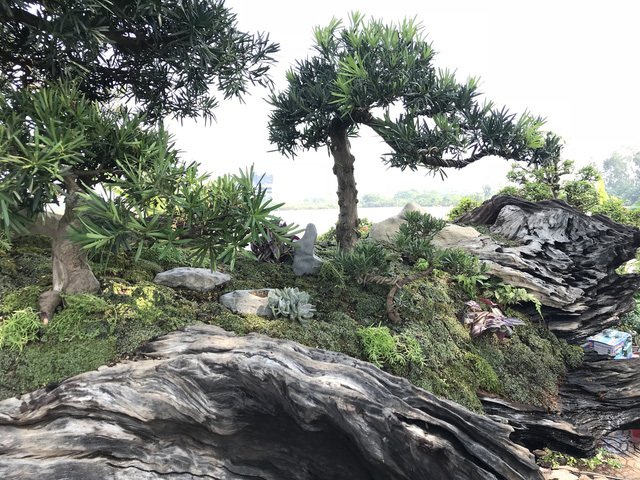 Thuyền vạn niên tùng siêu khủng, hàng trưng bày chứ không bán-7