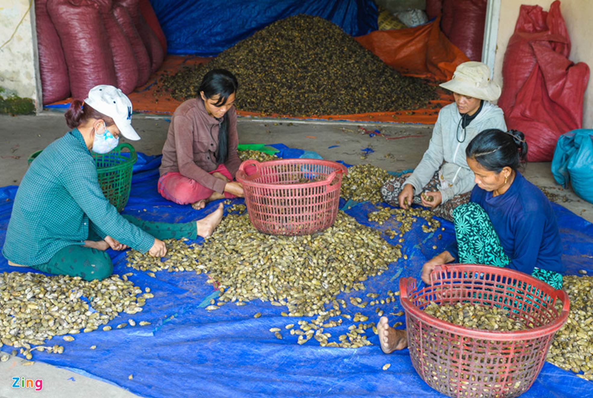 Xứ sở ngàn cau mang lại tiền tỷ ở miền Trung-13