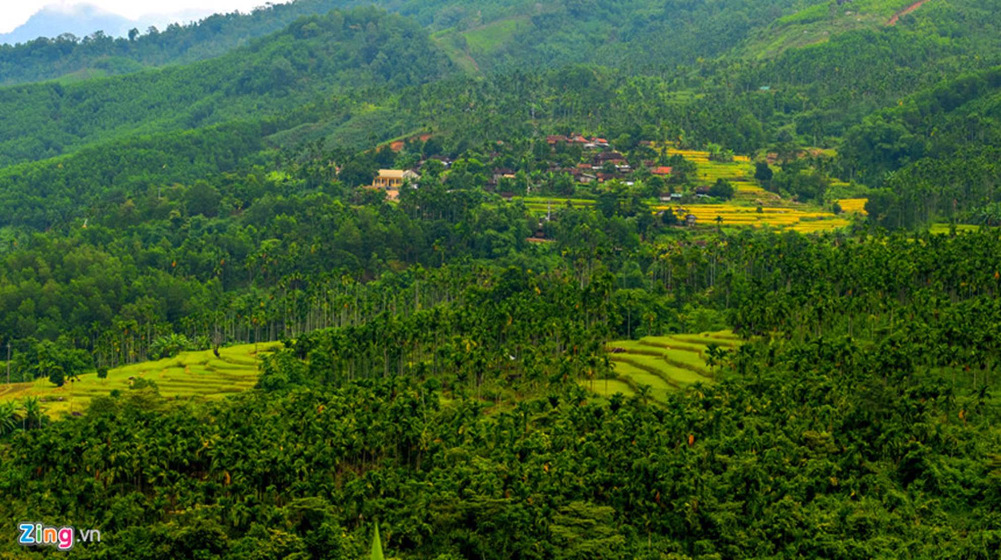 Xứ sở ngàn cau mang lại tiền tỷ ở miền Trung-3