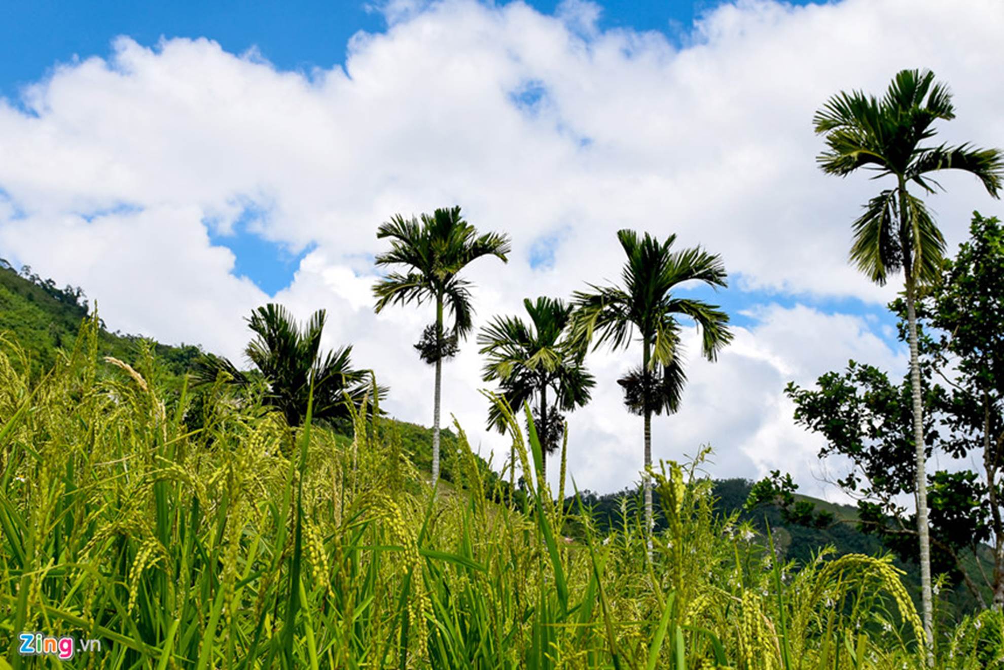 Xứ sở ngàn cau mang lại tiền tỷ ở miền Trung-4