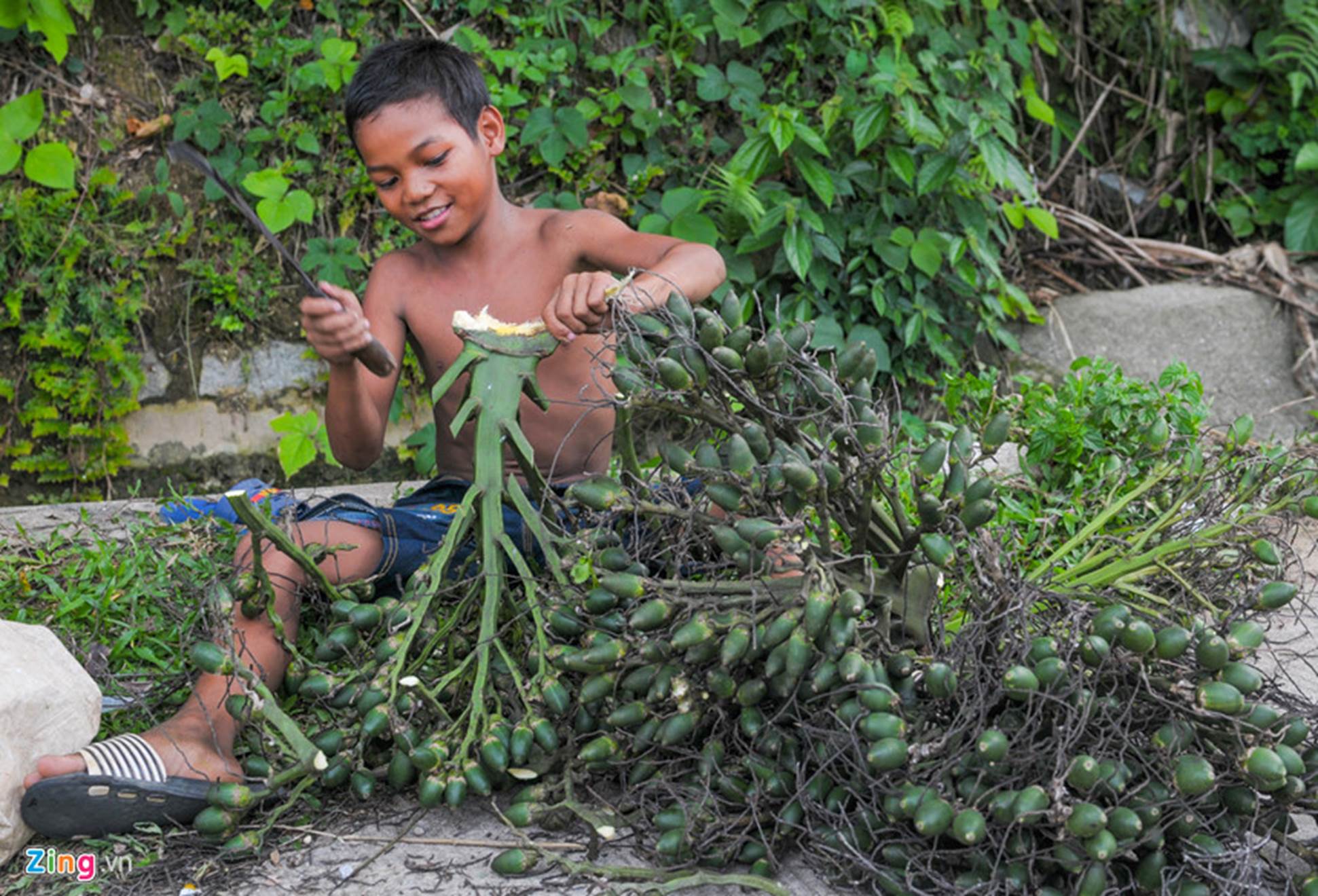 Xứ sở ngàn cau mang lại tiền tỷ ở miền Trung-6