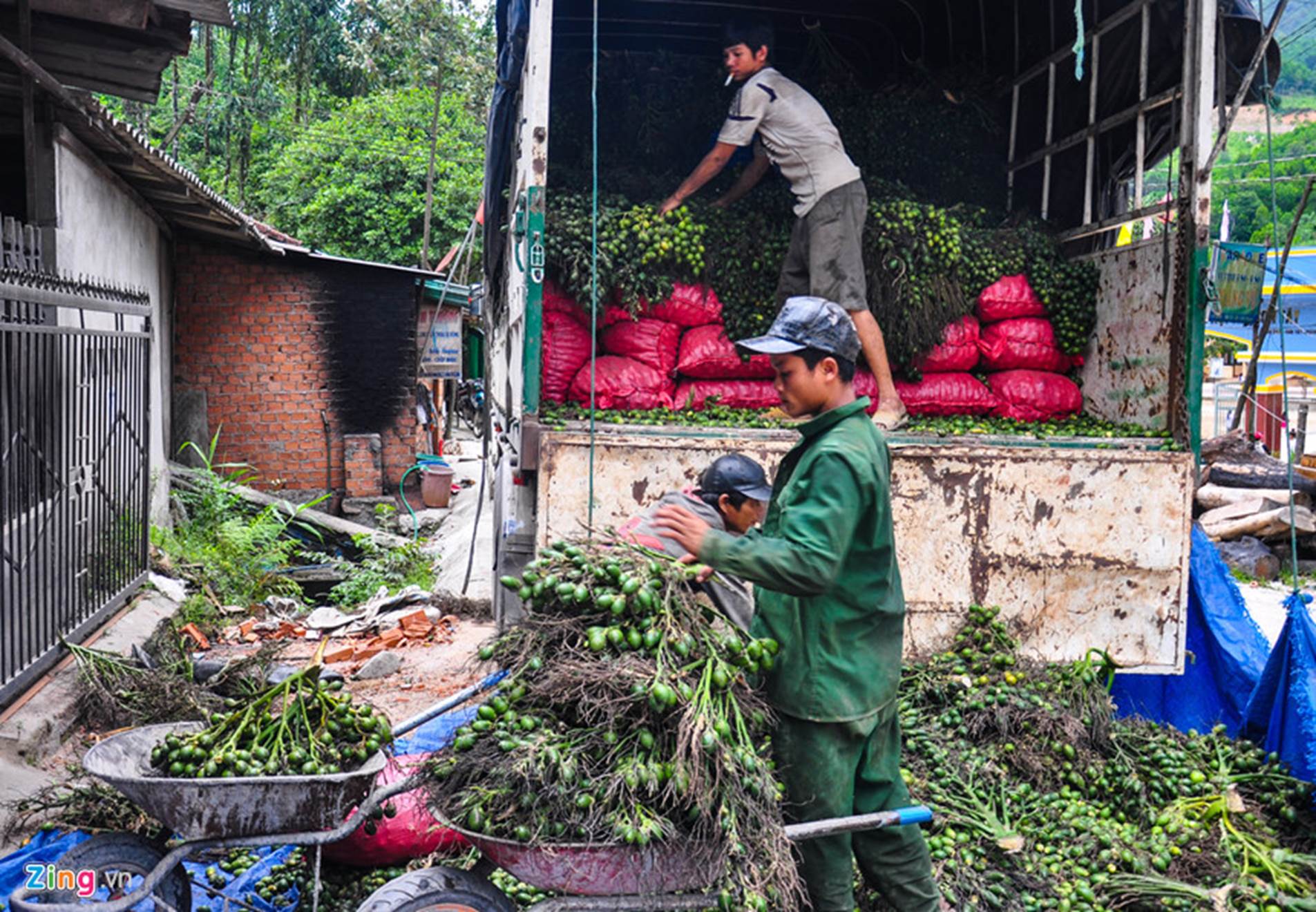 Xứ sở ngàn cau mang lại tiền tỷ ở miền Trung-9