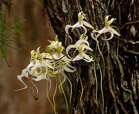 Phong lan ma - loài hoa đắt đỏ nhưng cây lại không có một chiếc lá nào-2