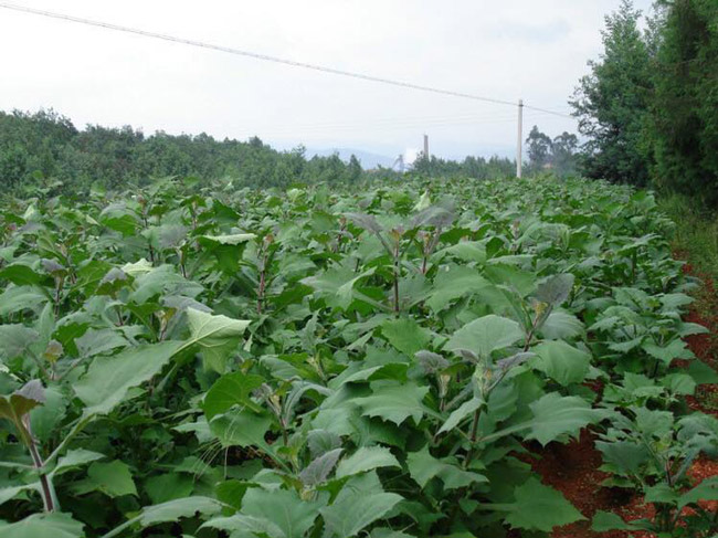 Loại sâm rẻ như khoai lang từ miền núi phía Bắc đang gây sốt Hà Nội-1