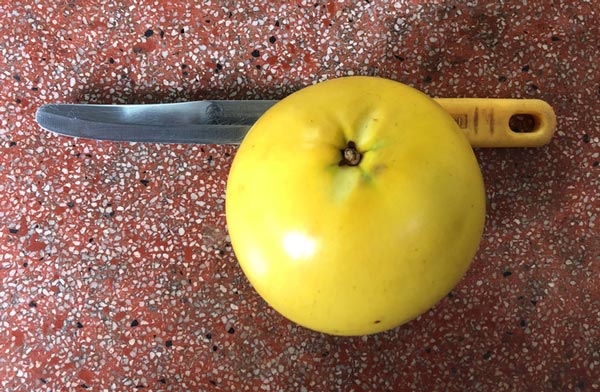 Lạ lùng vú sữa màu vàng óng, cho trái quanh năm-3