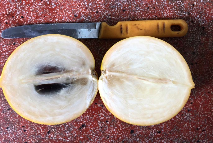 Lạ lùng vú sữa màu vàng óng, cho trái quanh năm-4