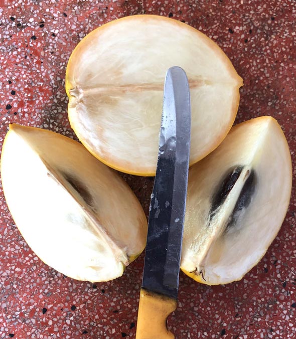 Lạ lùng vú sữa màu vàng óng, cho trái quanh năm-5