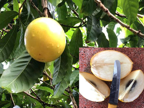 Về thủ phủ lòn bon tiến Vua thưởng thức trái vàng, ngọt, thanh-5