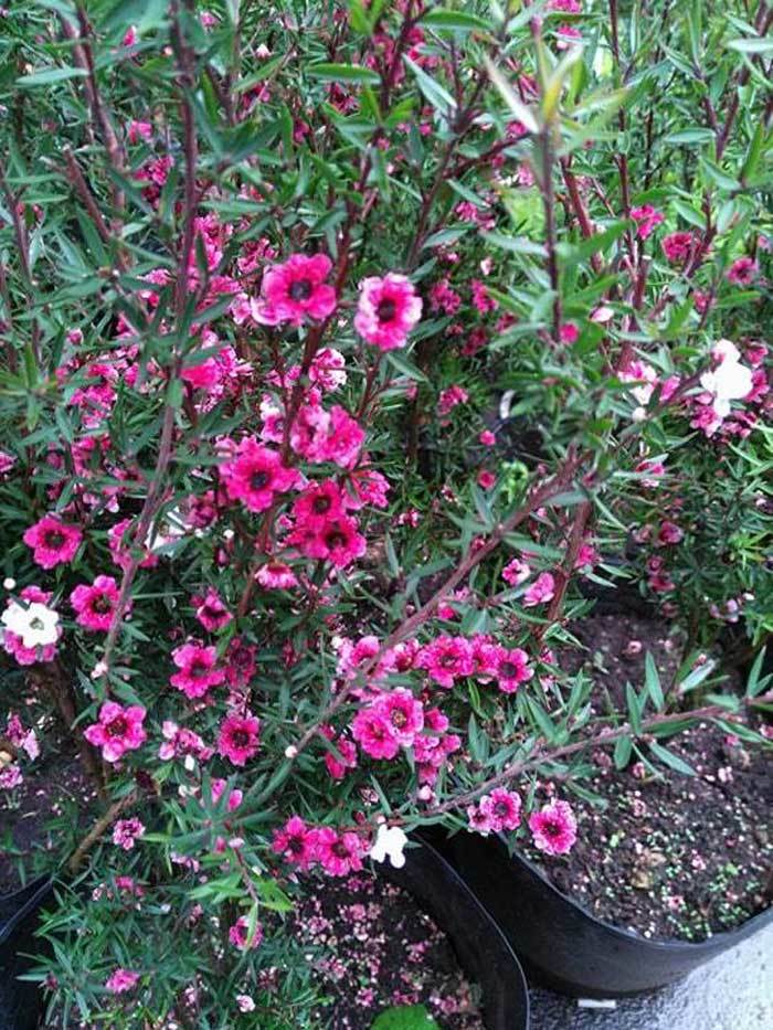 Bỏ 500 triệu mua trăm bụi cây dại, hoa nhỏ li ti trồng khắp vườn nhà-2