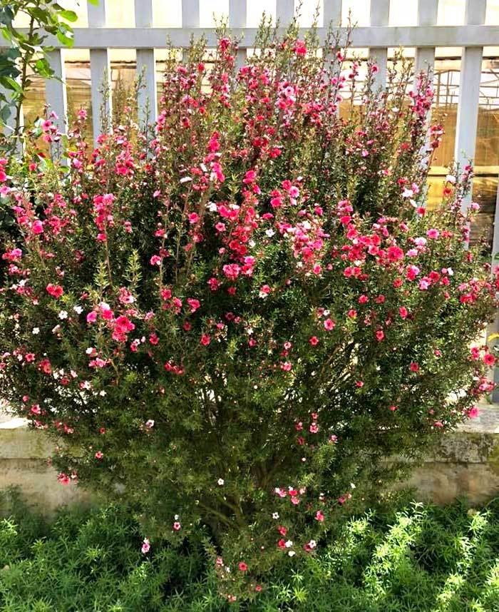 Bỏ 500 triệu mua trăm bụi cây dại, hoa nhỏ li ti trồng khắp vườn nhà-3