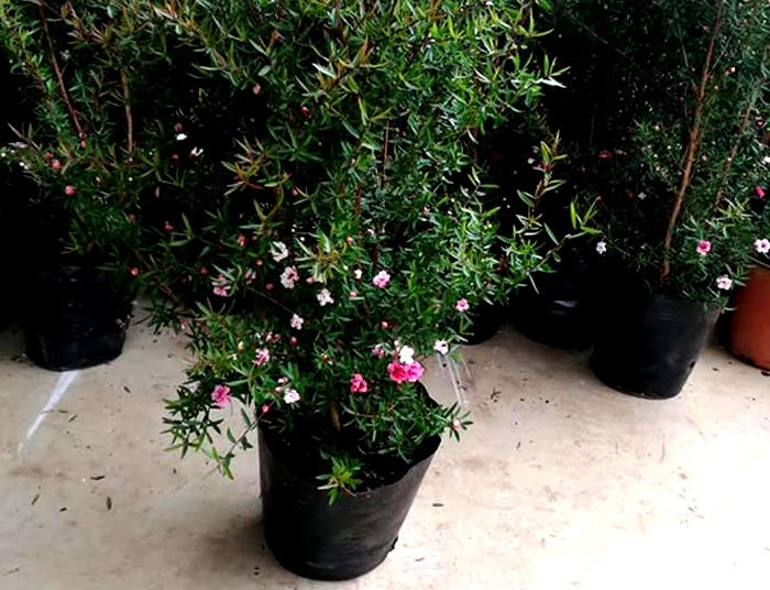 Bỏ 500 triệu mua trăm bụi cây dại, hoa nhỏ li ti trồng khắp vườn nhà-5