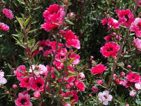 Vùng đất những cây duối cổ quý hiếm, cả làng giữ như giữ vàng-3