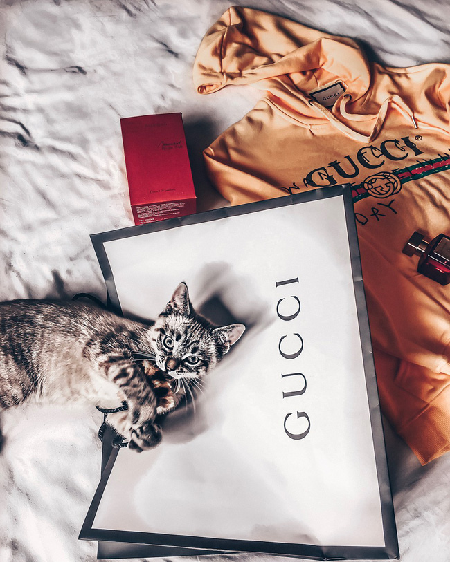 Bà mẹ lấy áo Gucci 7 triệu của con lót ổ mèo, xong đền 100k bảo ra chợ mua mới-4