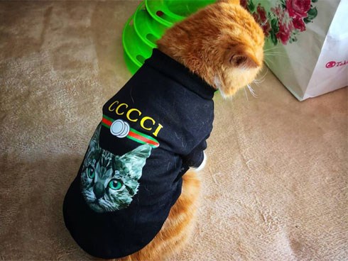 Bà mẹ lấy áo Gucci 7 triệu của con lót ổ mèo, xong đền 100k bảo ra chợ mua mới