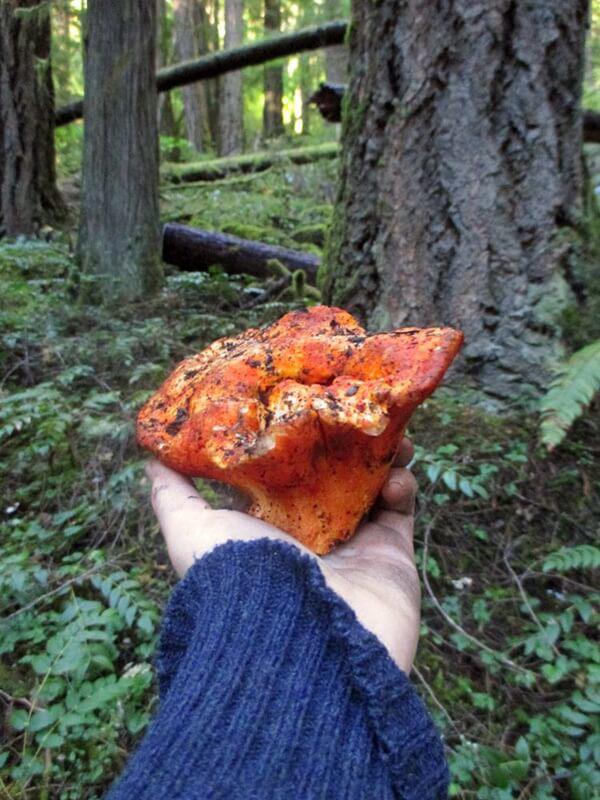 Loại mốc đặc biệt có khả năng biến các cây nấm thành... thịt tôm hùm”-3