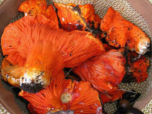 Món ăn đặc sản Việt kinh dị khiến khách Tây... khóc thét-9