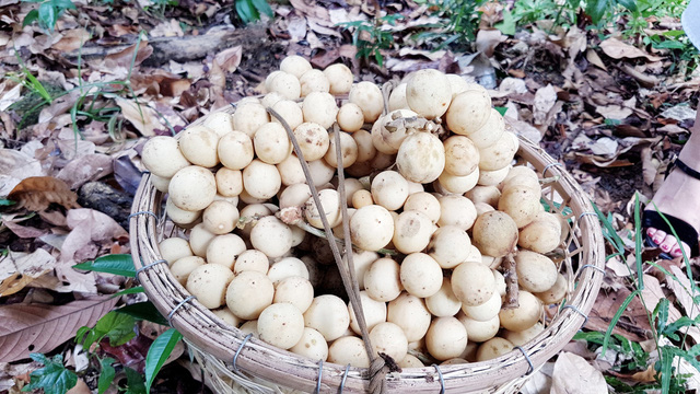 Về thủ phủ lòn bon tiến Vua thưởng thức trái vàng, ngọt, thanh-3