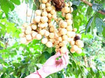 Về "thủ phủ" lòn bon tiến Vua thưởng thức trái vàng, ngọt, thanh Về "thủ phủ" lòn bon tiến Vua thưởng thức trái vàng, ngọt, thanh