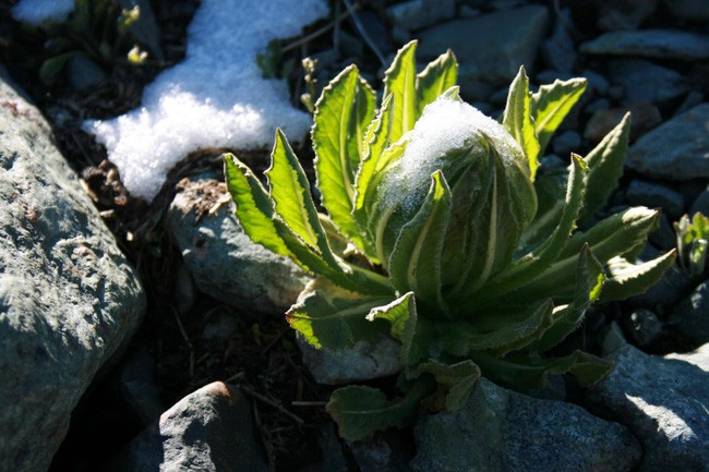 Thiên sơn tuyết liên: Hoa sen cực hiếm của Tây Tạng, 7 năm mới nở 1 lần trên núi tuyết, giá 5 triệu/hoa-2