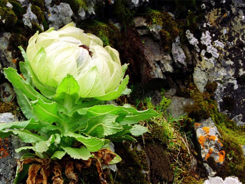 Sốt hoa sen ngàn cánh chào hè, chị em Hà thành ráo riết lùng mua-6