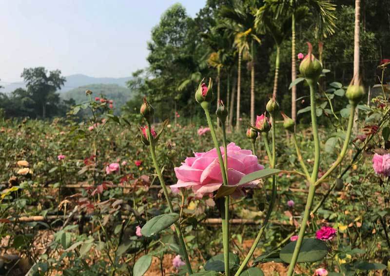 Trà hoa hồng nguyên bông 10 triệu/kg, ông chủ cũng không dám uống nhiều-1