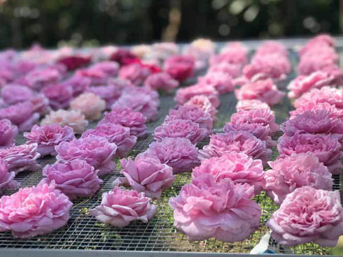 Những gốc hoa hồng cổ siêu đắt đỏ của đại gia Việt-19