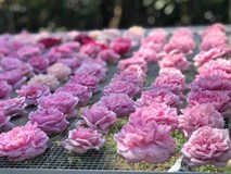 Trà hoa hồng nguyên bông 10 triệu/kg, ông chủ cũng không dám uống nhiều Trà hoa hồng nguyên bông 10 triệu/kg, ông chủ cũng không dám uống nhiều