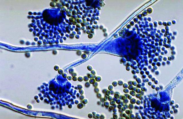 Một gia đình bốn người mắc bệnh ung thư, nguyên nhân chỉ vì chất tồn tại xung quanh mọi người-2