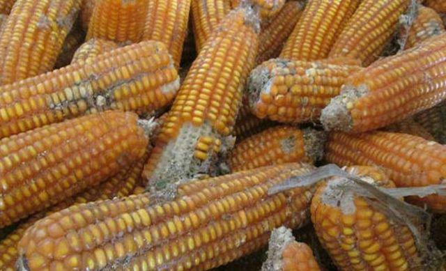 Một gia đình bốn người mắc bệnh ung thư, nguyên nhân chỉ vì chất tồn tại xung quanh mọi người-5