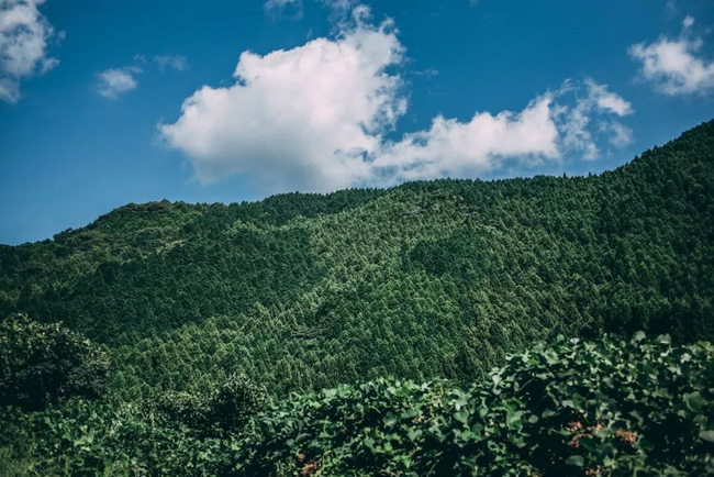 Ngôi nhà yên bình ẩn mình bên núi luôn rộn ràng tiếng cười của người chồng lấy hai vợ và có 6 đứa con ở Nhật-19