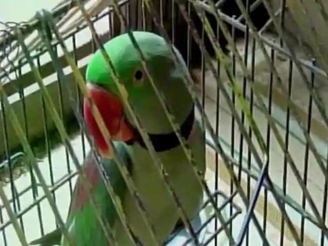 Chồng điêu đứng khi chuyện ngoại tình với osin bị lộ chỉ vì con vật nuôi trong nhà-2